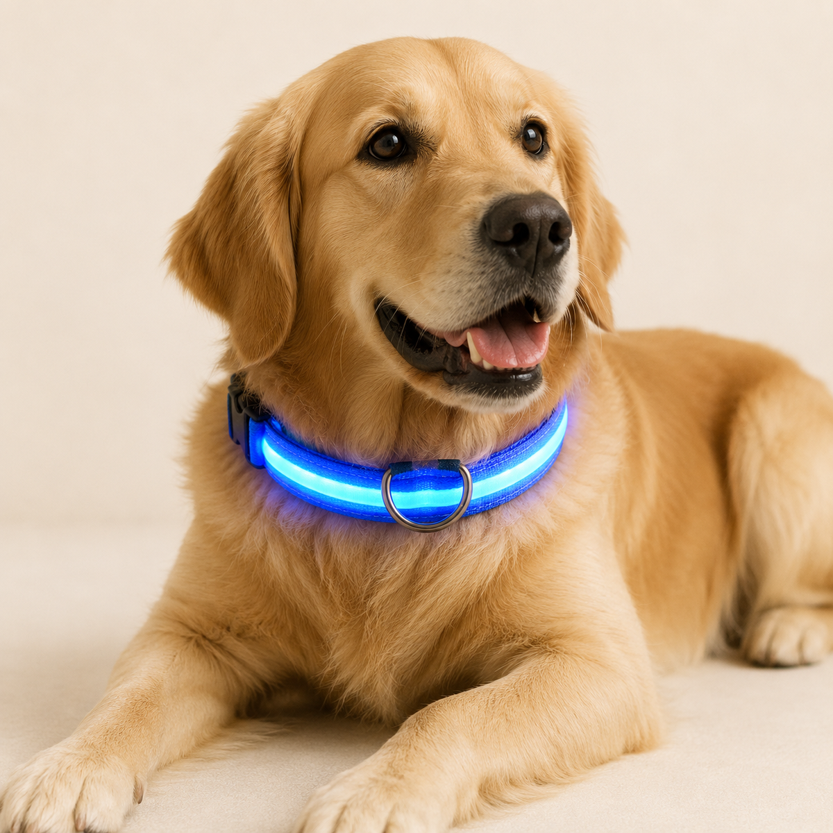 LED Dog Collar – Light Up Nylon Collar for Night Safety - TillyPaw