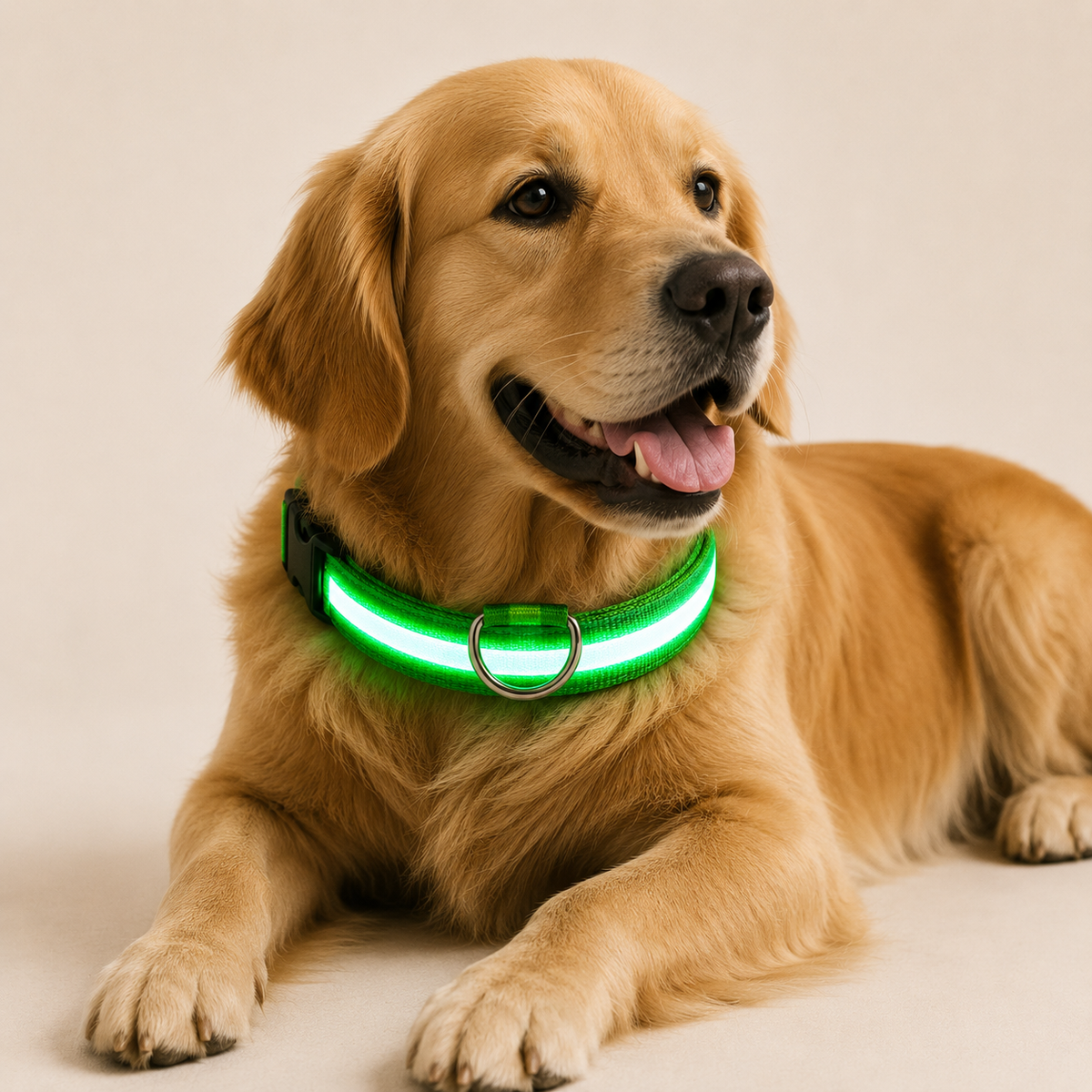 LED Dog Collar – Light Up Nylon Collar for Night Safety - TillyPaw